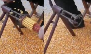 Ternyata Mudah Banget Merontokkan Jagung dengan Alat Ini, Komentarnya Kocak