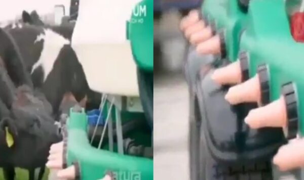 Canggihnya Mesin Pemberi Minum Sapi Otomatis