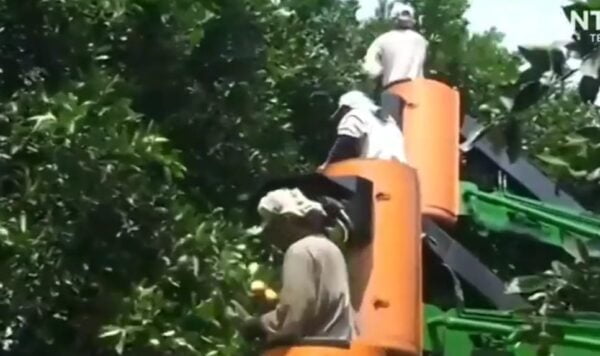 Orang Ini Panen Buah Begitu Mudah di Pohon yang Tinggi,  Bisa Duduk Manis