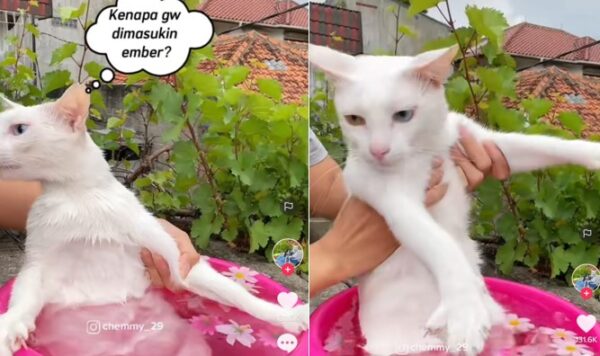 Video Kucing Mandi Bunga, Ngomel Sendiri