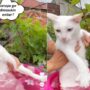 Kucing mandi bunga