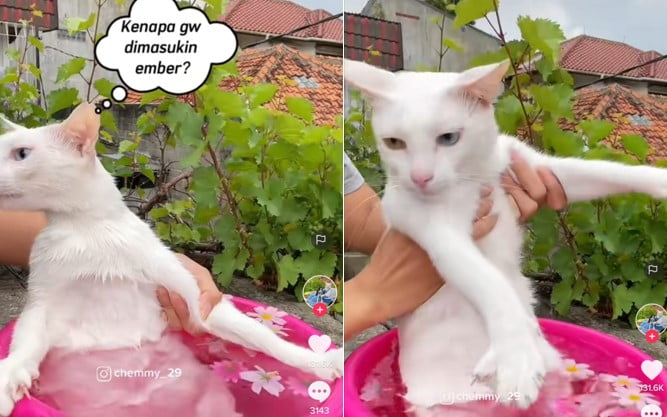 Kucing mandi bunga