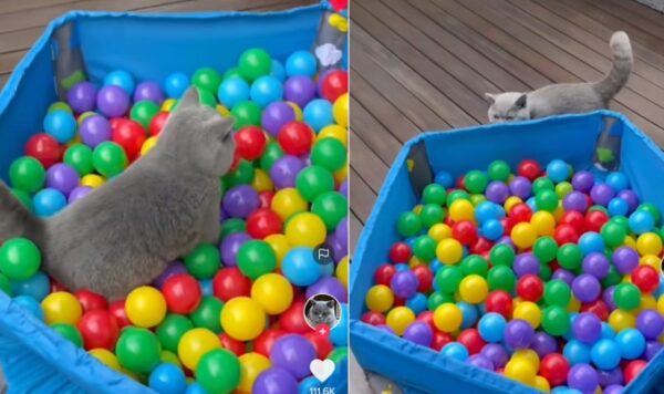 Video Kucing Malu-Malu Ingin Bermain Mandi Bola, Gemes Banget