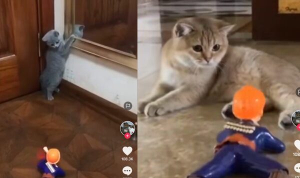 Video Kucing Ketakutan Saat Diajak Main Tembak-Tembakan, Bikin Gemes