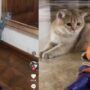 Kucing takut