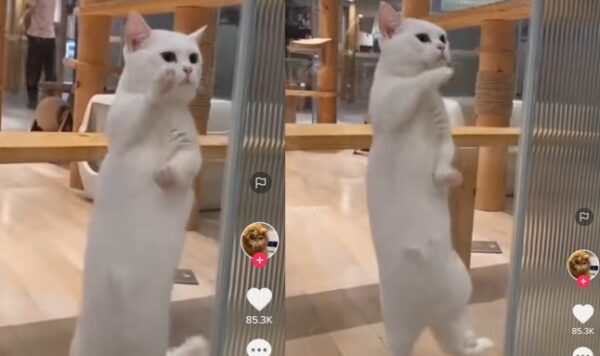 Video Unik Kucing Putih Mahir Joget, Menggemaskan