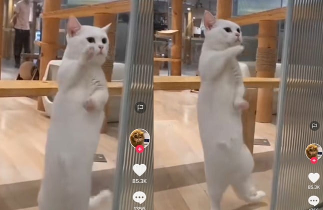 Kucing joget