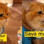 Kucing ngambek