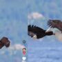 Burung Elang Atraksi