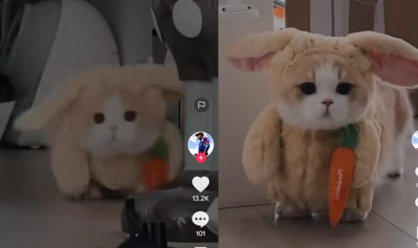 Kucing Ini Lucu Banget Pakai Kostum Kelinci, Bikin Gemas