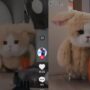 Kucing Berkostum