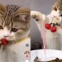 Kucing Ulang Tahun
