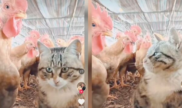 Kucing Ini Marah Telinganya Dipatok Ayam, Emosinya Tak Terbendung