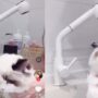 Kucing Mandi