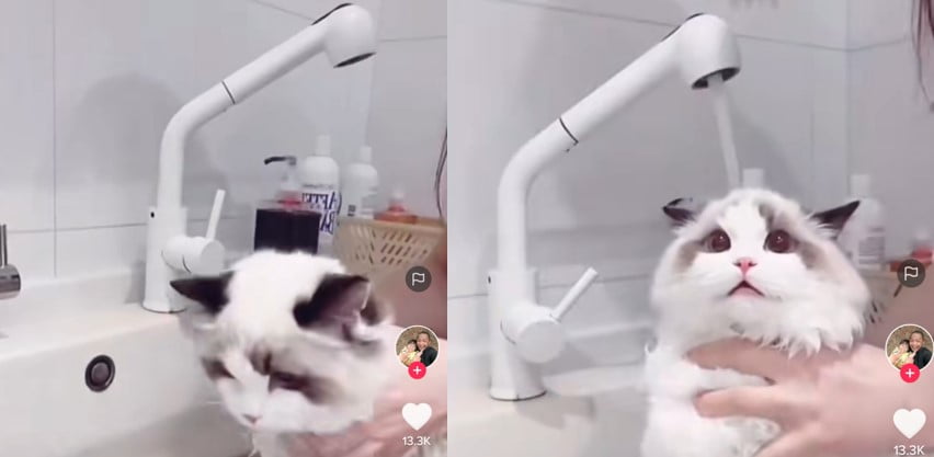 Kucing Mandi