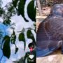Burung Elang