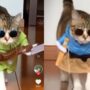 Kucing Fashion Show