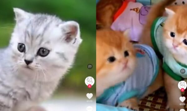 Dua Anak Kucing Ini Asyik Bermain, Suaranya Lucu Banget