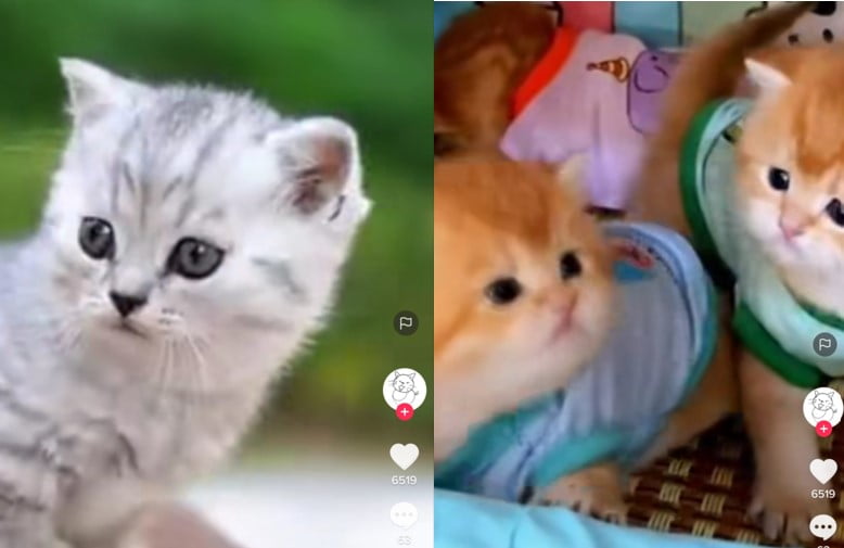 Kucing Lucu