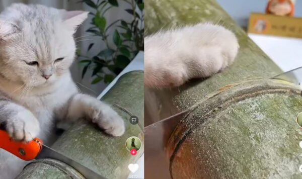 Video Kucing Pintar Bisa Potong Bambu, Bak Tukang Asli
