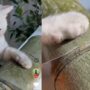 Kucing Masak