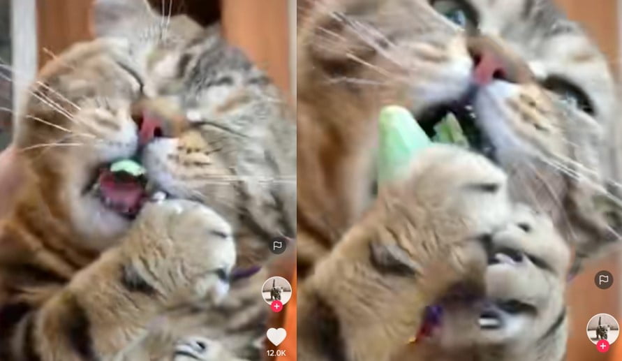Kucing Makan