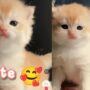 Kucing sedih