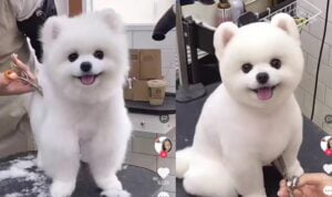 Video Anjing Lucu Saat Potong Bulu di Salon, Imut Banget