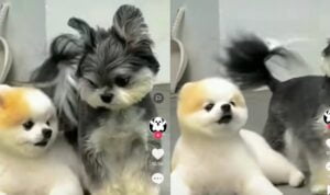 Video Lucu Anjing Marahin Temannya yang Ada di Sebelahnya, Bikin Gemas