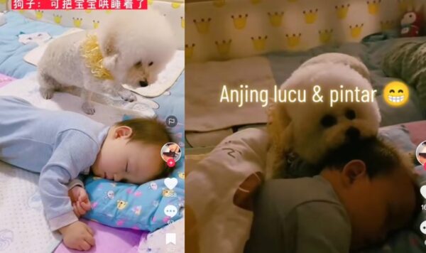 Video Anjing Lucu Saat Tidur Bareng Teman Kecilnya, Pintar Banget