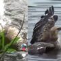 Burung Elang vs Burung Bangau
