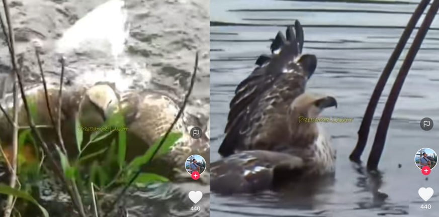 Burung Elang vs Burung Bangau