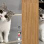 Kucing kaget