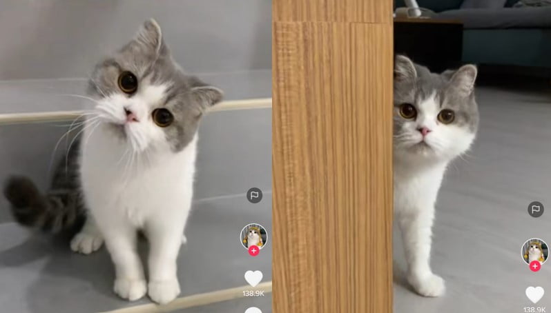 Kucing kaget