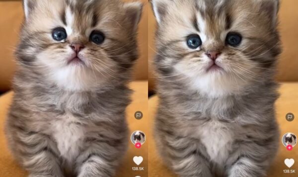 Video Muka Penasaran Kucing Ini Bikin Gemas, Lucu Banget