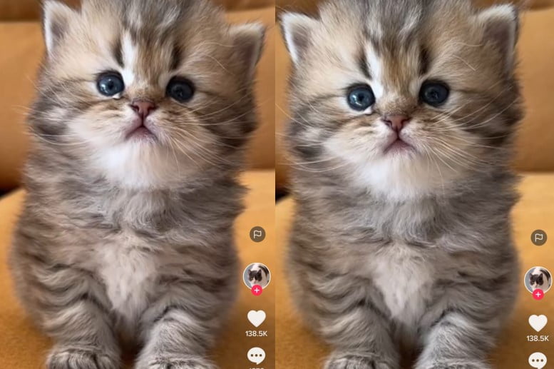 Kucing lucu