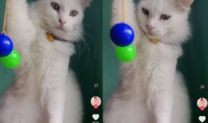 Video Kucing Lucu Saat Main Lato-Lato, Fokus Banget