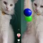 Kucing bermain