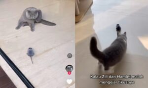 Video Kucing Asyik Bermain Tikus Mainan, Bak Tom & Jerry