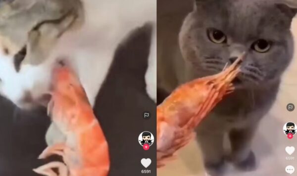 Video Perbedaan Dua Kucing Saat Mencium Udang, Lucu Banget