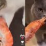 Kucing lucu