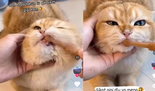 Ekspresi Kucing Ini Saat Sikat Gigi Lucu Banget, Seperti Terpaksa