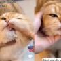 Kucing mandi
