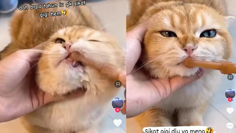 Kucing mandi