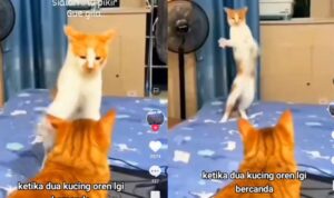 Video Dua Kucing Oren Saat Bercanda, Bikin Ngakak
