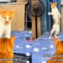 Kucing bermain