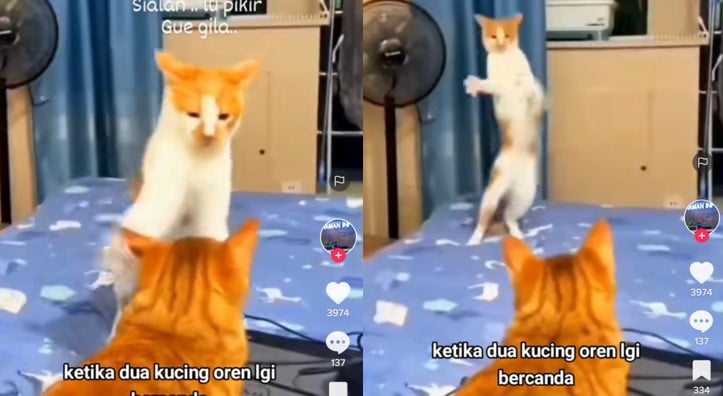 Kucing bermain