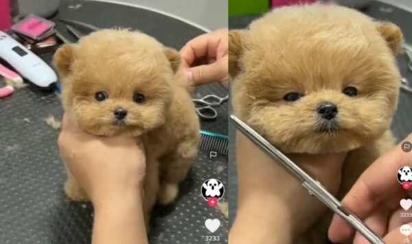 Video Anjing Kecil Yang Lucu Saat Potong Bulu di Salon, Bak Boneka