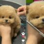 Anjing lucu