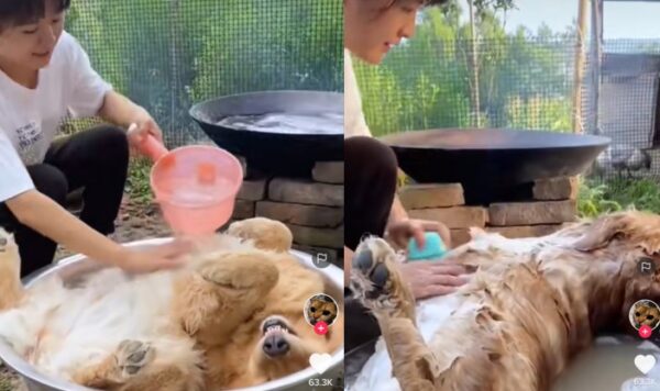 Video Anjing Saat Dimandikan Oleh Pemiliknya, Bikin Netizen Salah Sangka